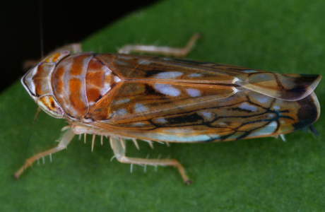 Amerikanische Rebzikade (Scaphoideus titanus) - © Gernot Kunz